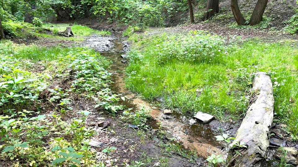 На Куренівці висадили нові дерева у заповідній Долині Коноплянки