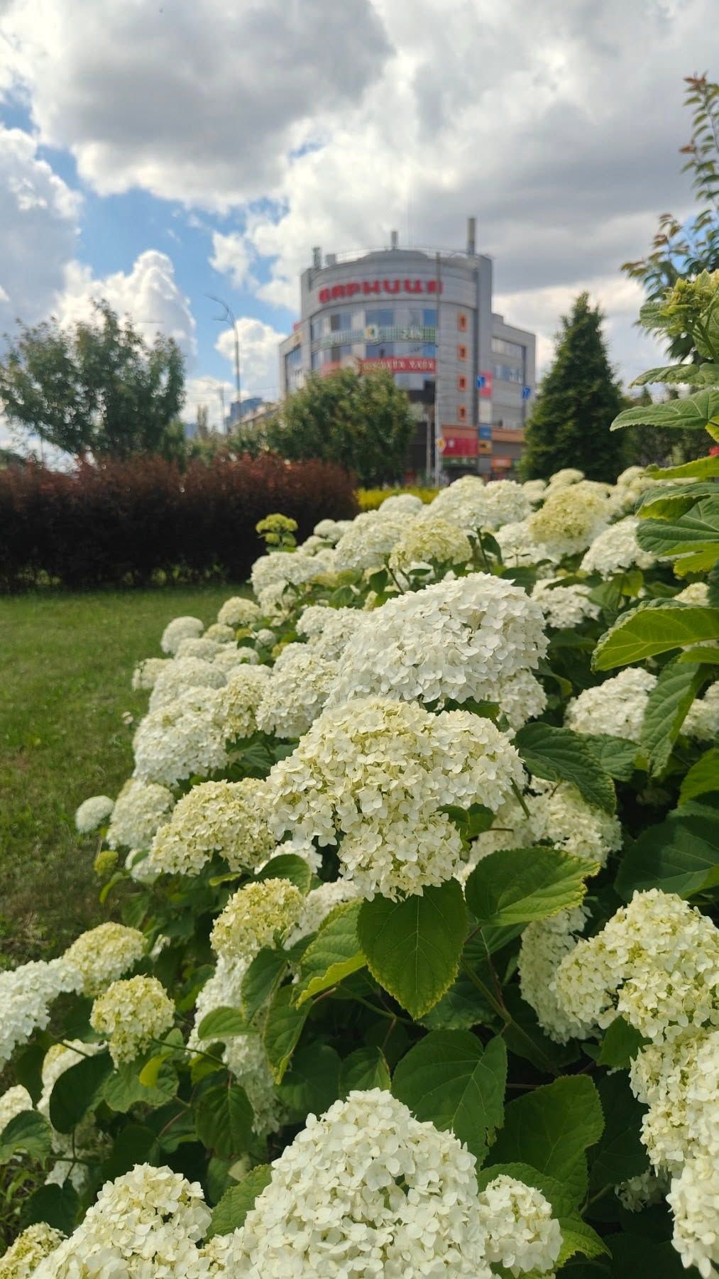 Пишні гортензії розцвіли на Дарницькій площі в Києві: фото