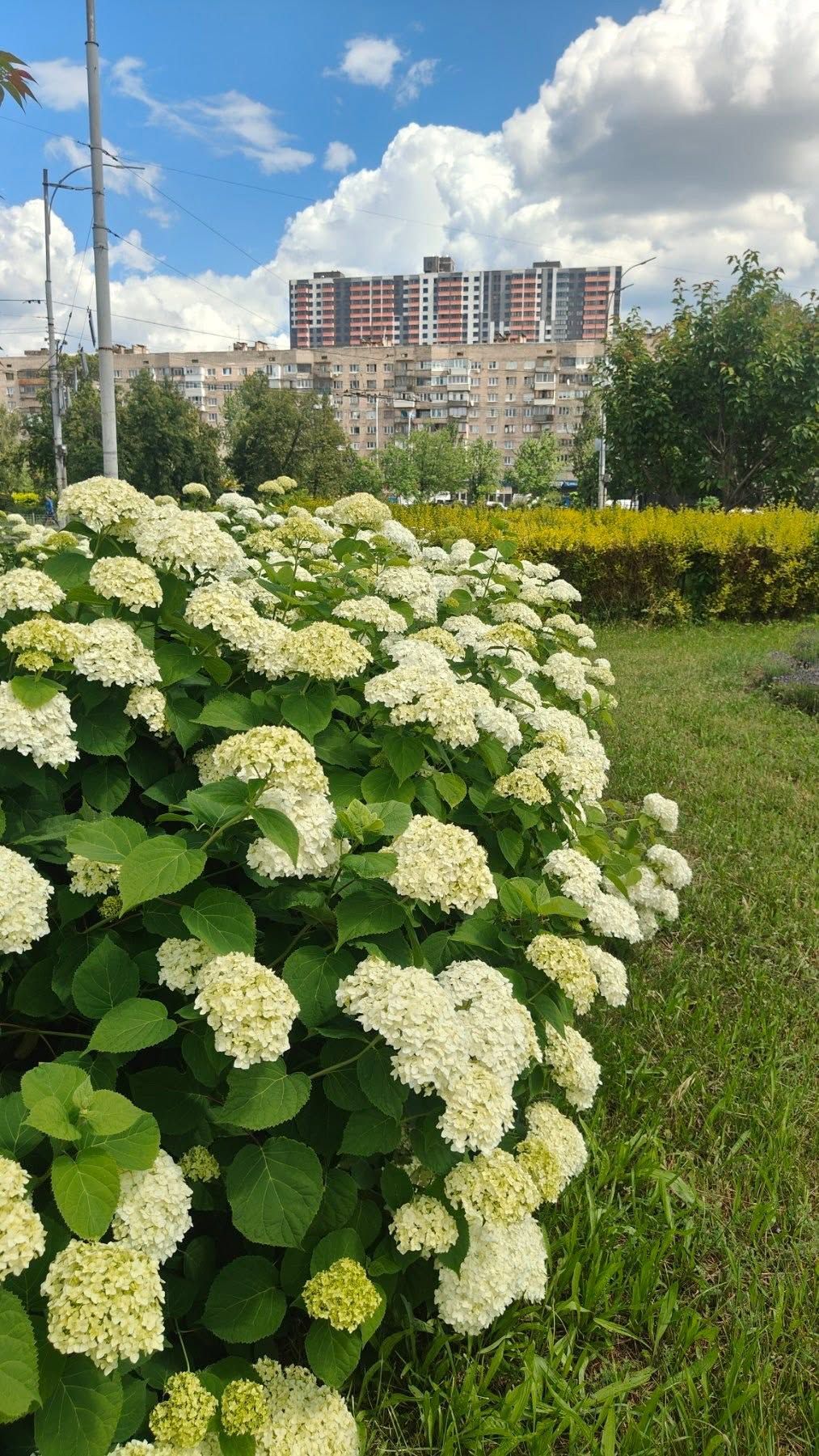 Пишні гортензії розцвіли на Дарницькій площі в Києві: фото