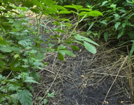 На Київщині знову зафіксували розлив стічних вод: екологи розповіли деталі