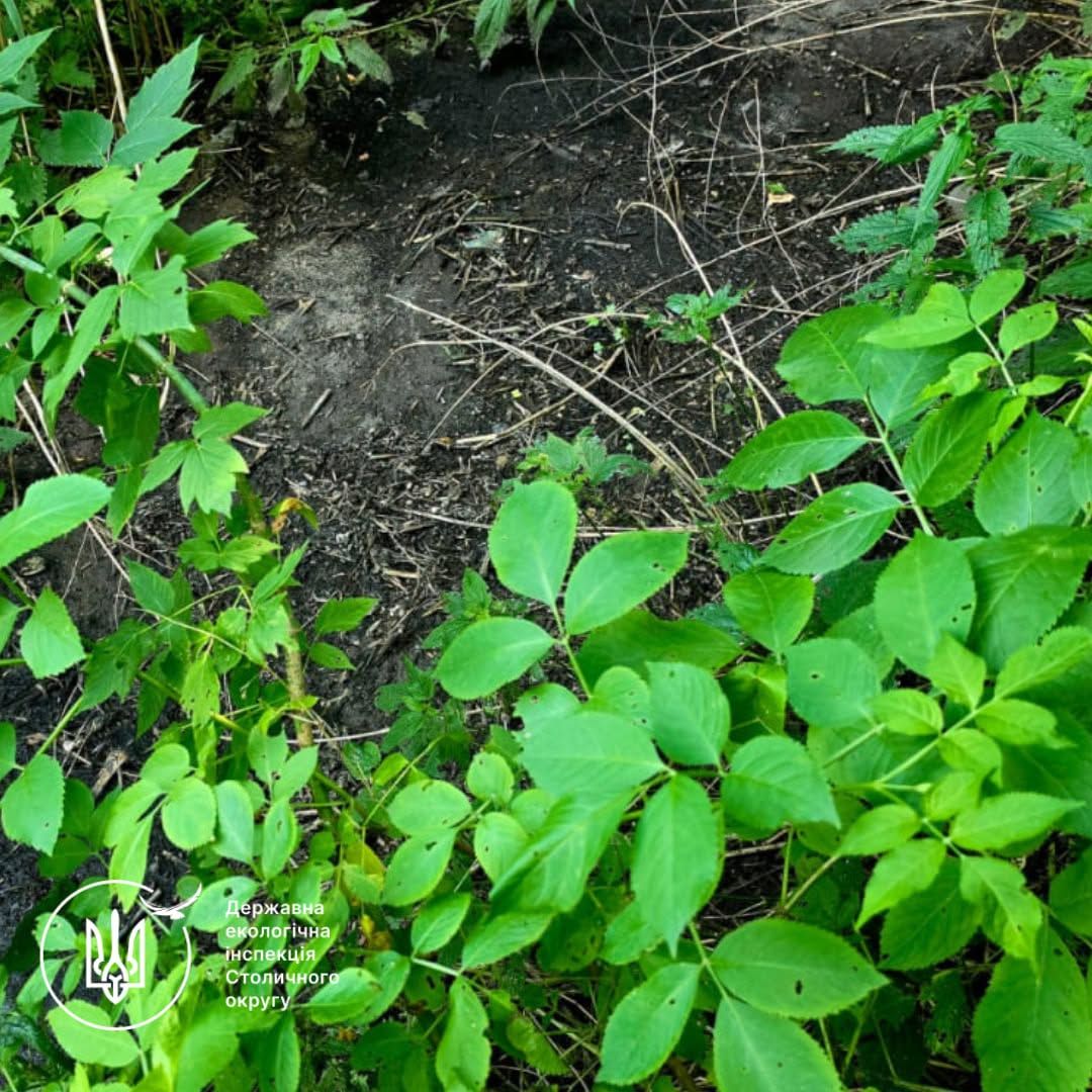 На Київщині знову зафіксували розлив стічних вод: екологи розповіли деталі