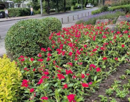 Сквер імені Котляревського на Лук'янівці оновлюють: висадять 5000 квітів