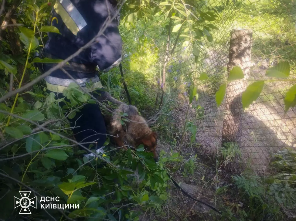 На Київщині рятувальники витягли собаку з глибокого колодязя