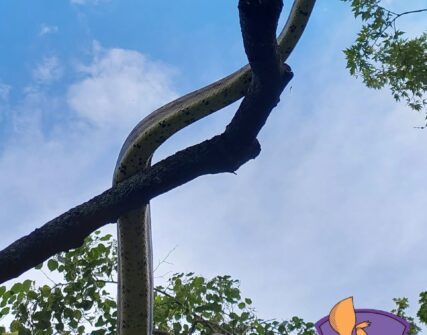 У Києві врятували імператорського удава, який втік від господарів і виліз на дерево