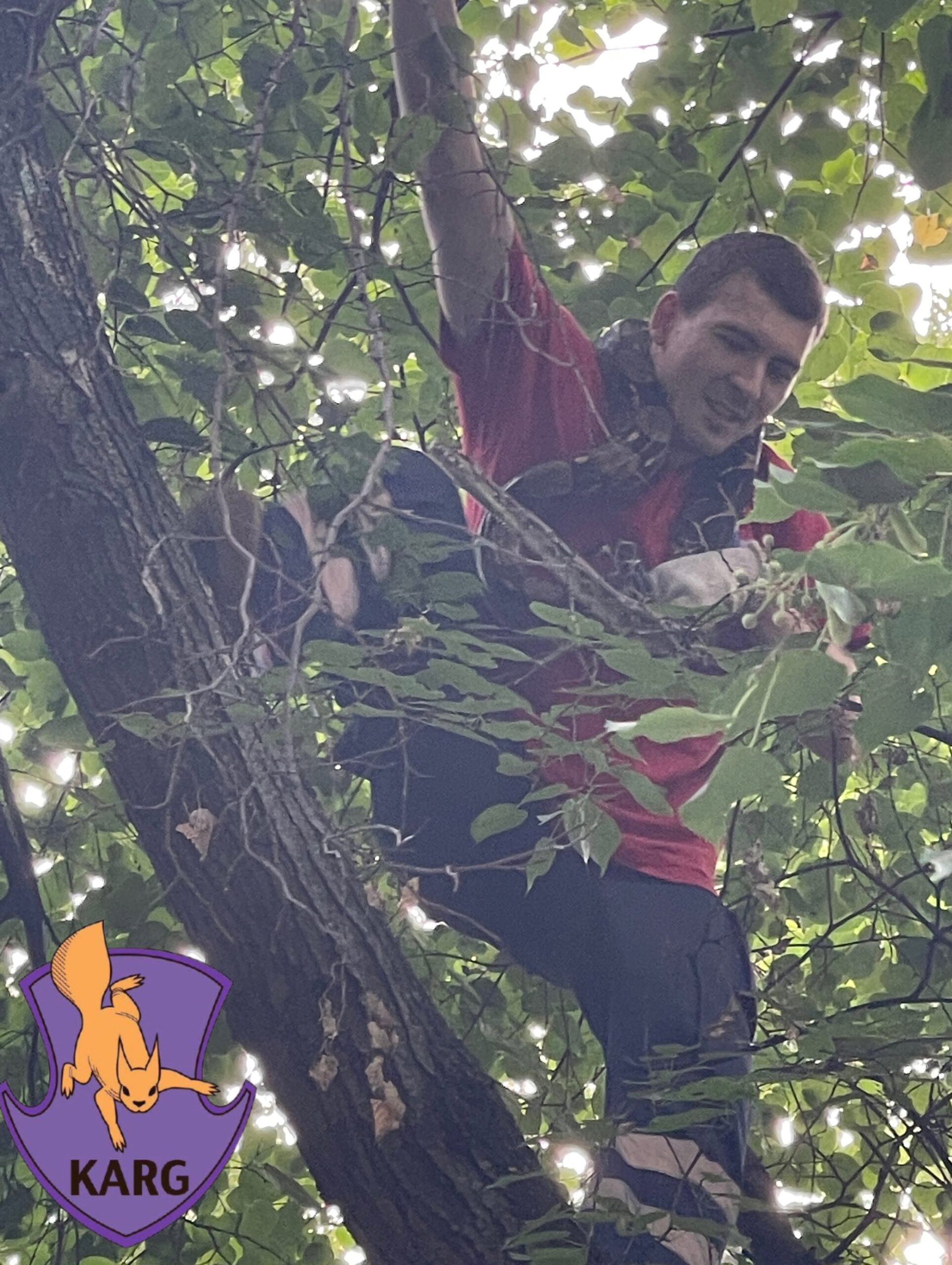 У Києві врятували імператорського удава, який втік від господарів і виліз на дерево