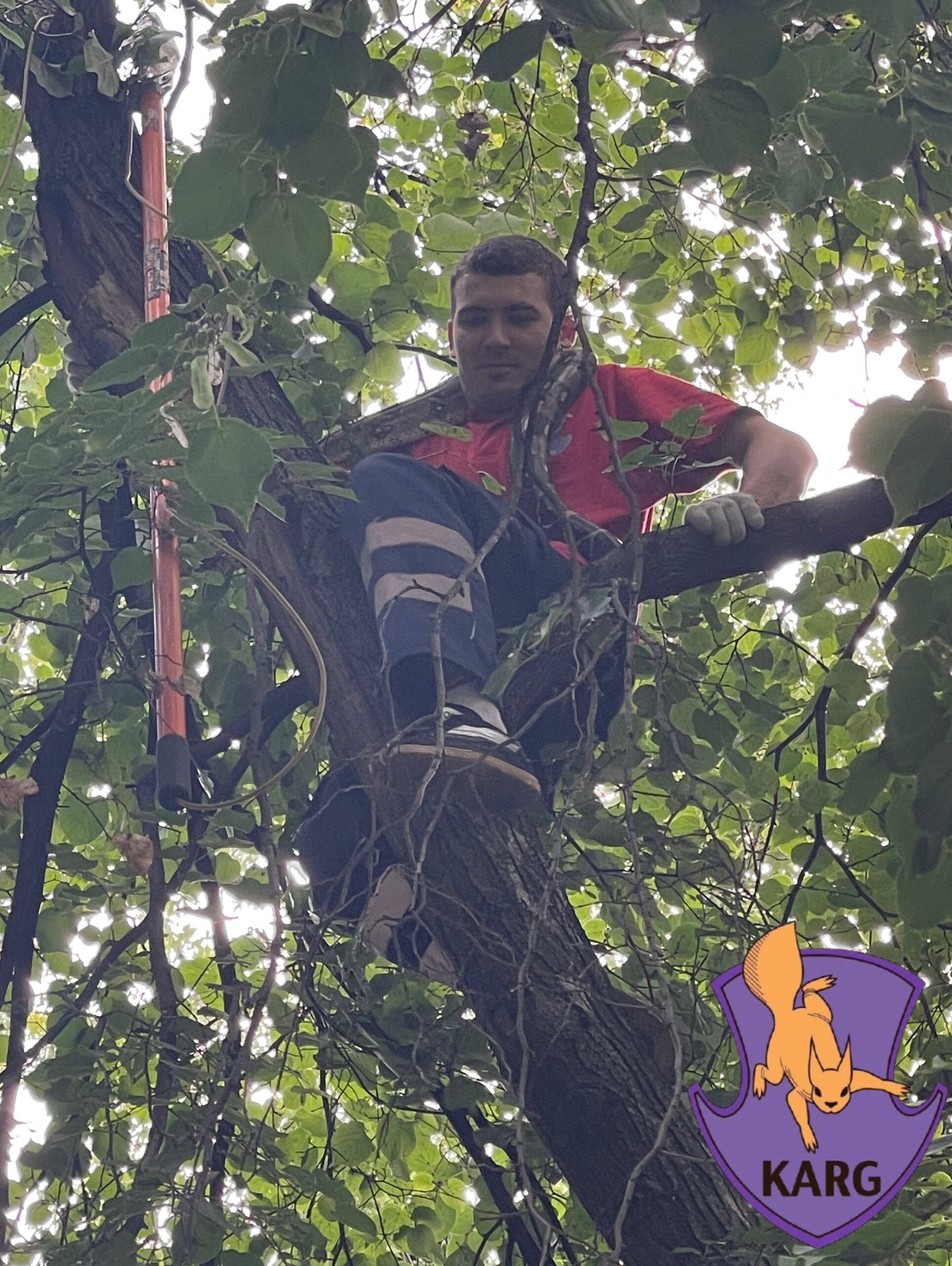 У Києві врятували імператорського удава, який втік від господарів і виліз на дерево