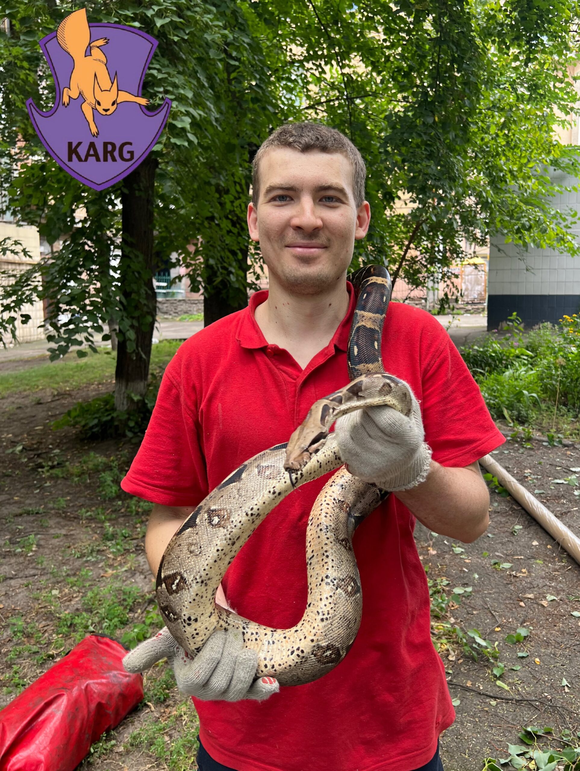 У Києві врятували імператорського удава, який втік від господарів і виліз на дерево