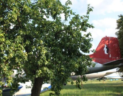 Авіамузей розкрив таємницю яблуневих садів біля аеродромів
