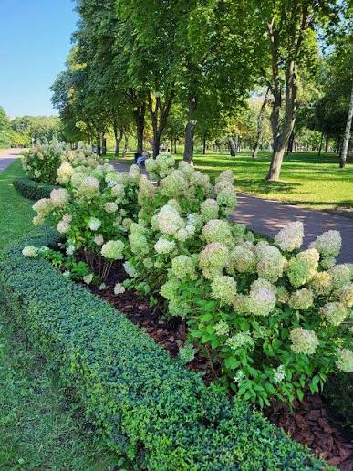 Де побачити гортензії в Києві та області цього літа: 5 локацій