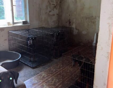 Поліція Києва розслідує жорстоке поводження з доберманами у розпліднику