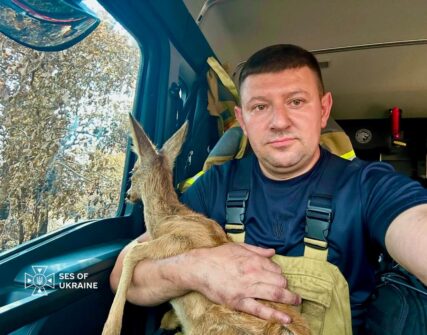 Українські рятувальники у Франції врятували козуленя з вогняної пастки
