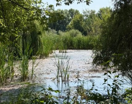 Забруднення річки Борщагівка в Києві: наслідки обстрілу 5 серпня