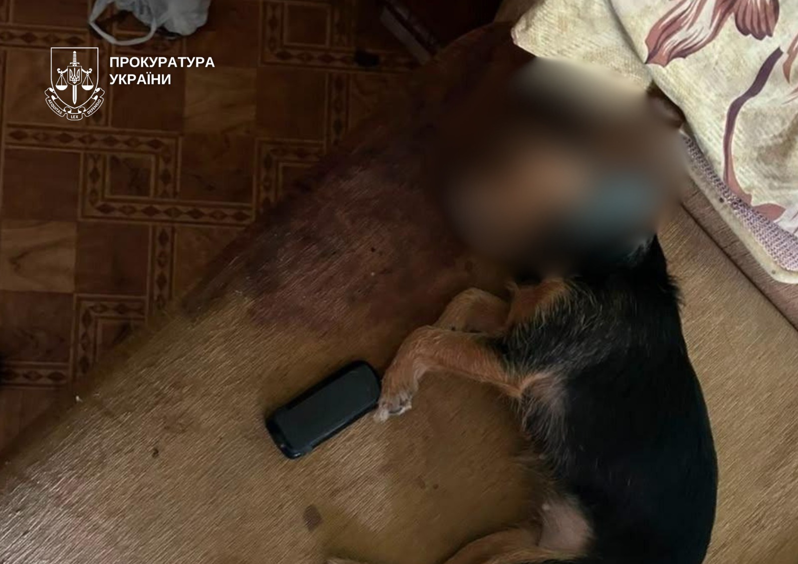 На Виноградарі викинули собаку Ельзу з 4 поверху: жінці загрожує до 8 років