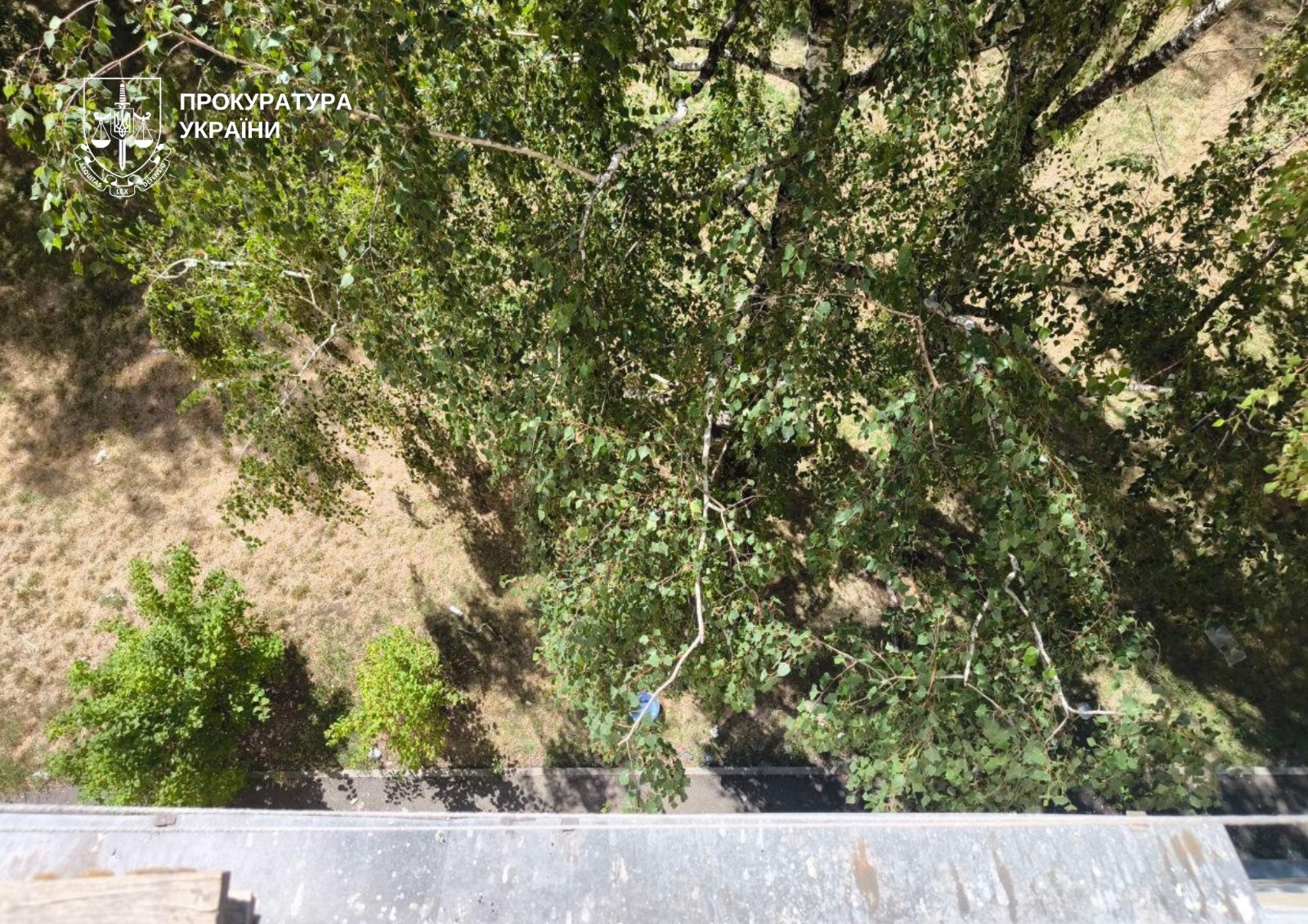 На Виноградарі викинули собаку Ельзу з 4 поверху: жінці загрожує до 8 років
