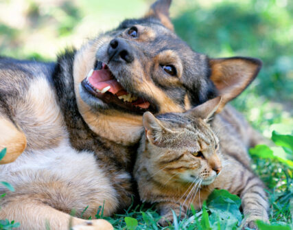 Фестиваль «Adopt CAT & DOG» відбудеться 5-6 вересня на ВДНГ