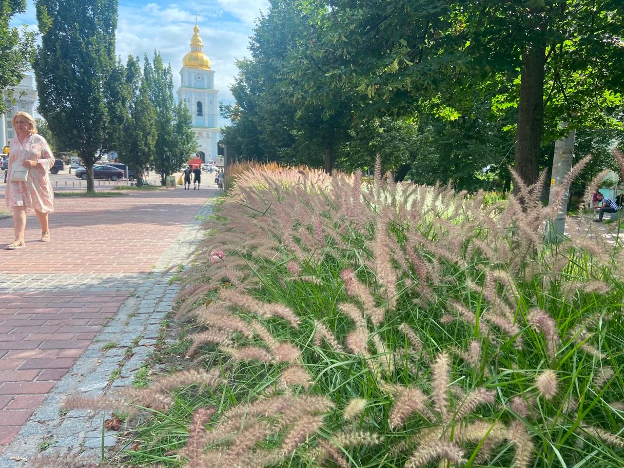 Київ активно озеленюють декоративними злаками: у чому перевага нового підходу