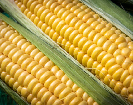 Сезонні ярмарки в Києві: де купити свіжі продукти цього тижня