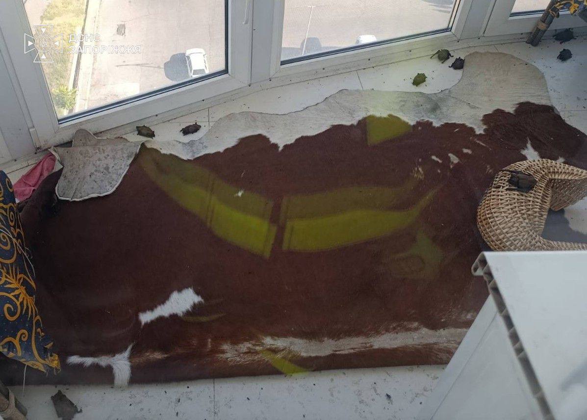 У Запоріжжі врятували колонію кажанів з балкона жительки