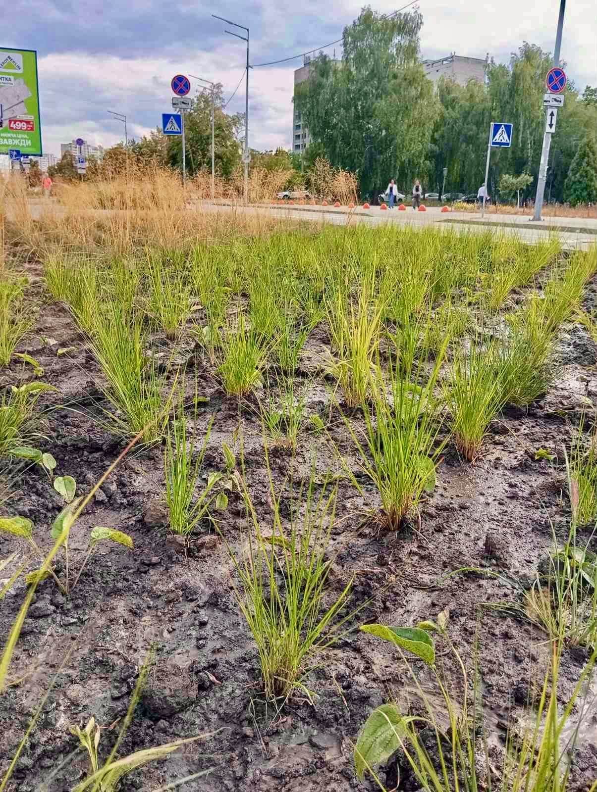 У Деснянському районі столиці з'явилася квіткова композиція «Нова хвиля»