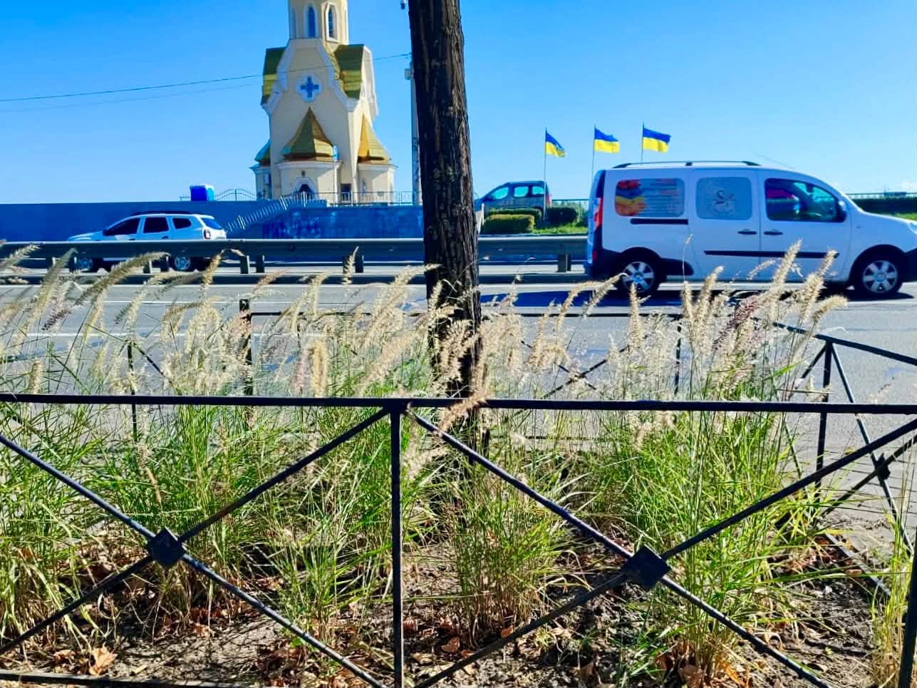 Озеленення Києва: на Набережно-Хрещатицькій висадили 300 кущів пенісетуму