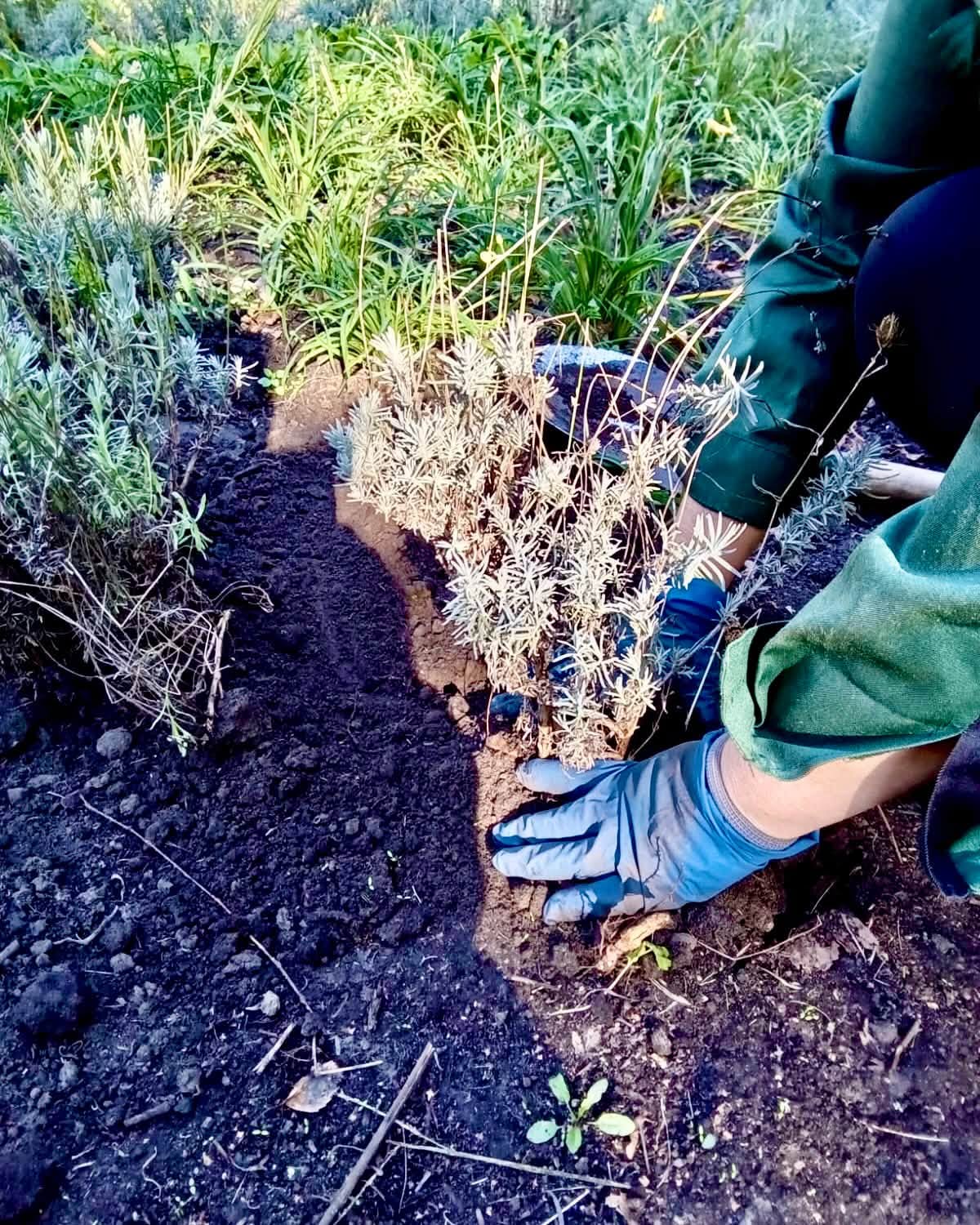 Куренівський парк у Києві оновили новими насадженнями та екостежкою