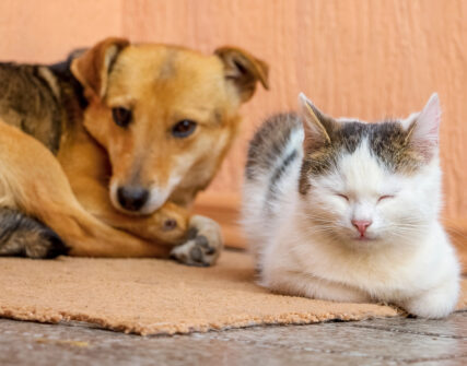 Фестиваль Adopt CAT & DOG у Києві перенесли через безпеку