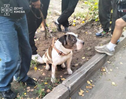 У Києві врятували собаку з палаючої квартири на Костянтинівській